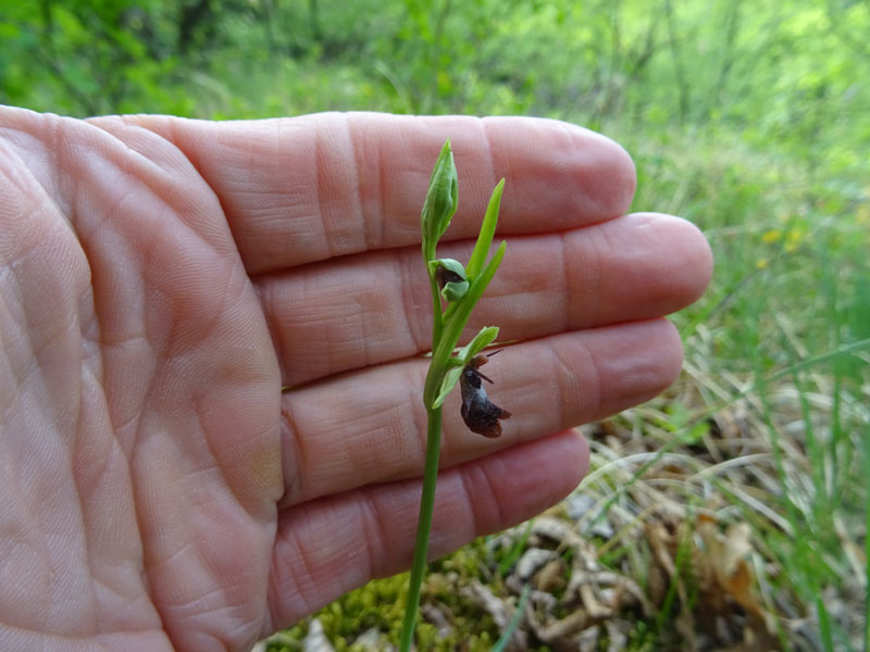 Ophrys insectifera subsp. insectifera